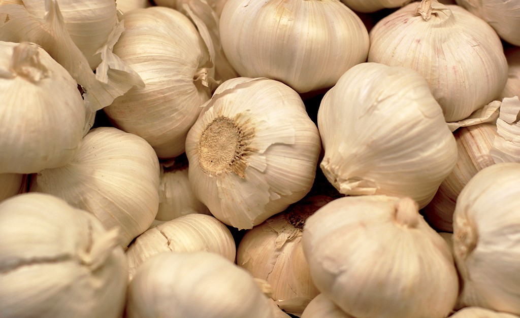 GARLIC