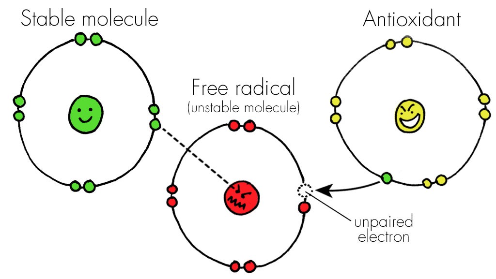 Free radicals and antioxidants