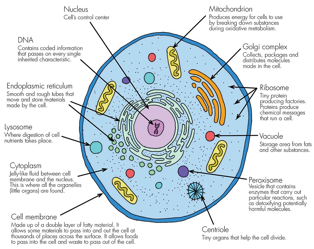 Cell Membrane Job Description Labeled Functions And Diagram