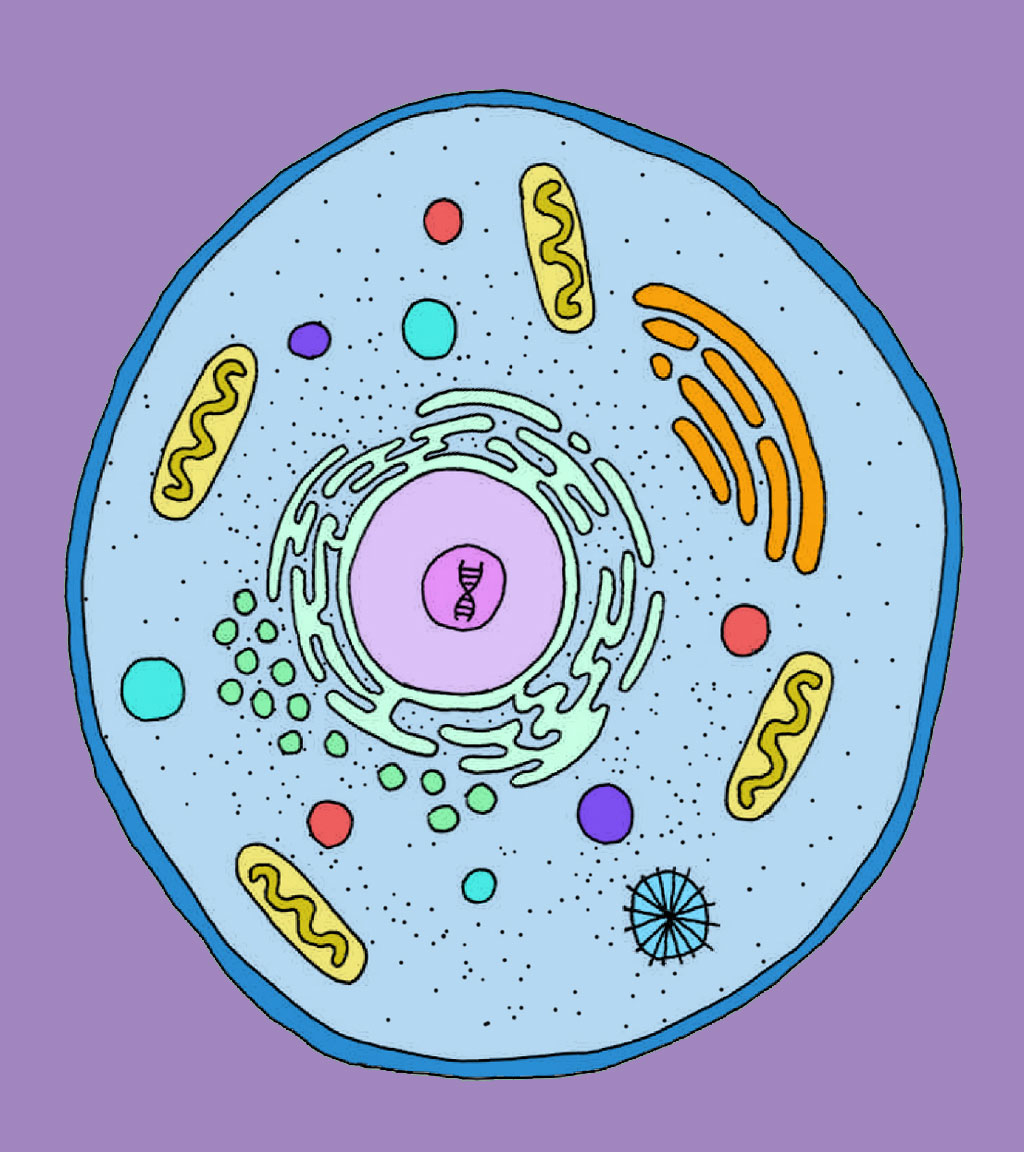 Cells - Haleo