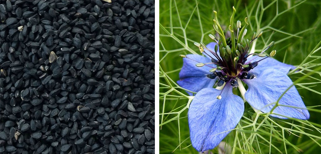 BLACK-CUMIN-SEED